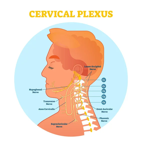 Diagrama do nervo anatômico do plexo cervical, esquema de ilustração vetorial com seção transversal do pescoço . — Vetor de Stock