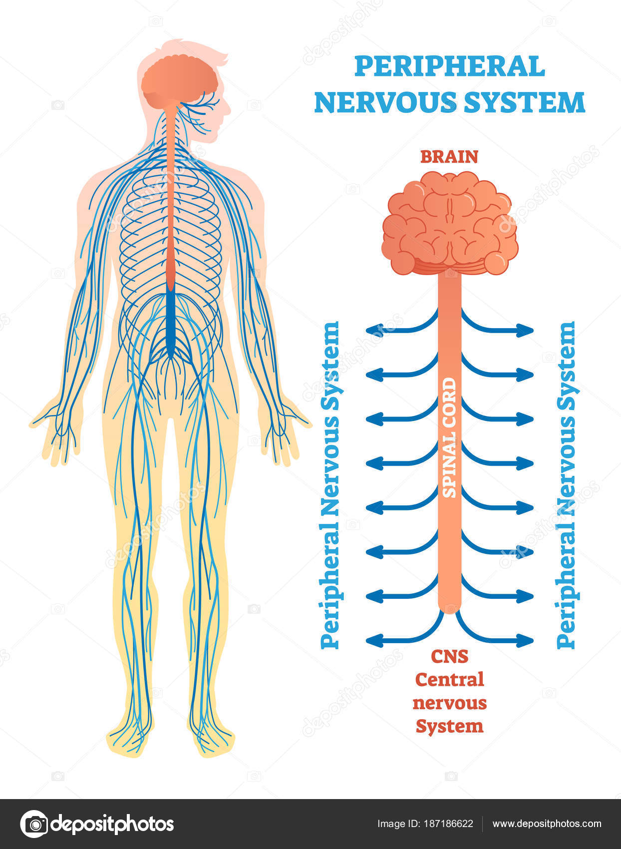 Diagram of the spinal cord and nerves | Peripheral nervous system