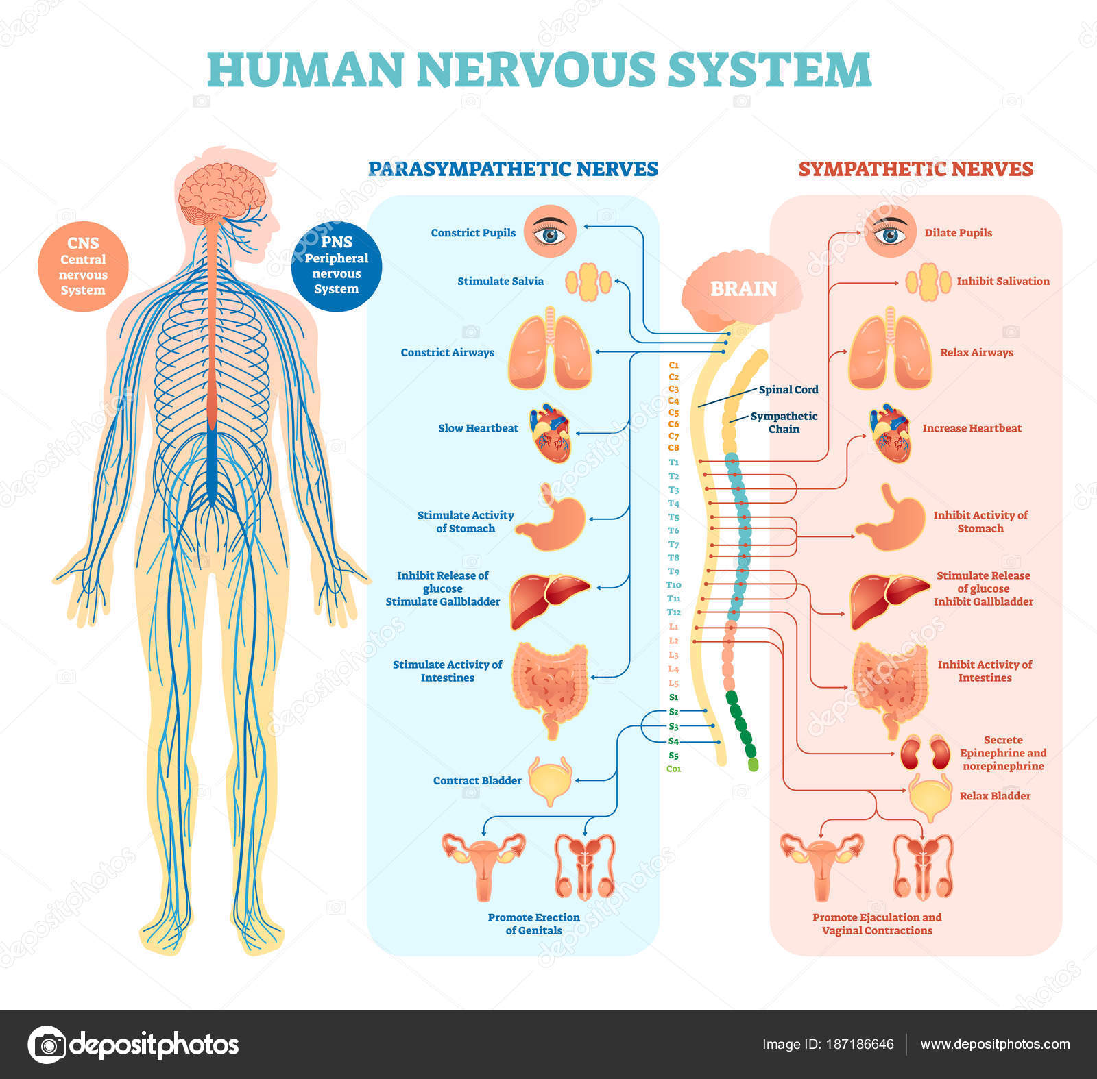 Human nervous system medical vector illustration diagram ...