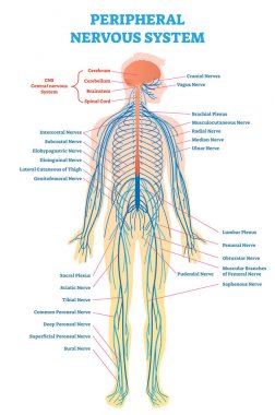 Peripheral nervous system, medical vector illustration diagram with full body nerve scheme. clipart