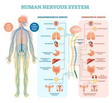 Картина, постер, плакат, фотообои "диаграмма медицинской векторной иллюстрации нервной системы человека с парасимпатическими и симпатическими нервами и всеми связанными внутренними органами
.", артикул 187186646