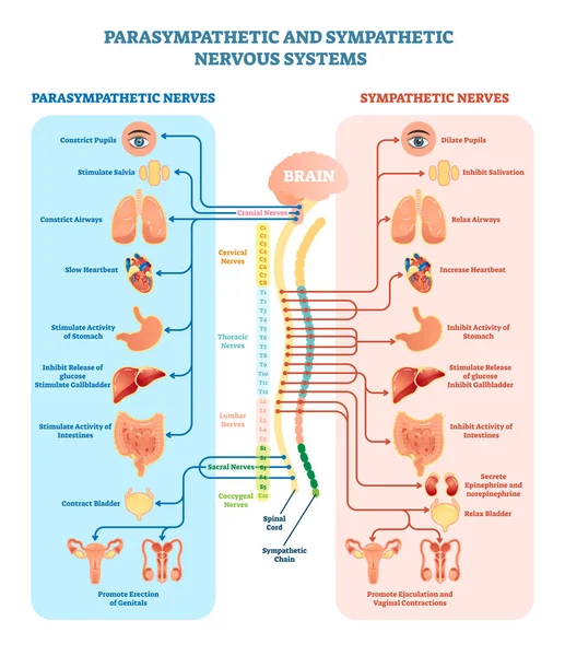 Human nervous system medical vector illustration diagram with parasympathetic and sympathetic nerves and all connected inner organs. — Stock Vector