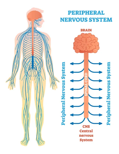 Obwodowego układu nerwowego, medyczne wektor ilustracja diagramu z mózgu, rdzenia kręgowego i nerwów. — Wektor stockowy