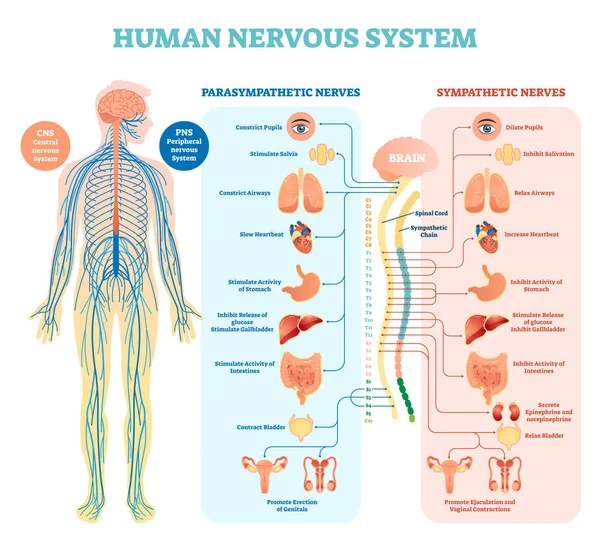 Людська нервова система медична векторна ілюстрація діаграма з парасимпатичними та симпатичними нервами та всіма з'єднаними внутрішніми органами . — стоковий вектор