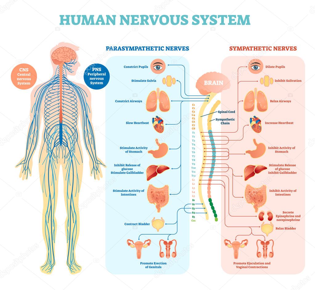 Human nervous system medical vector illustration diagram with