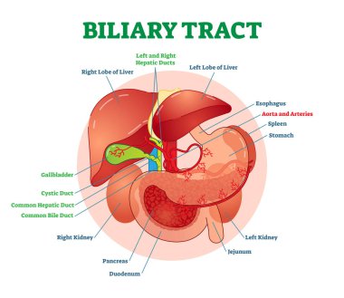 Biliary tract medical vector illustration system diagram with esophagus, stomach, duodenum, pancreas, spleen, gallbladder ducts and liver.  clipart
