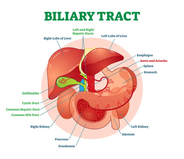 Diagramma del sistema di illustrazione vettoriale medico del tratto biliare con esofago, stomaco, duodeno, pancreas, milza, dotti della cistifellea e fegato . — Vettoriale Stock