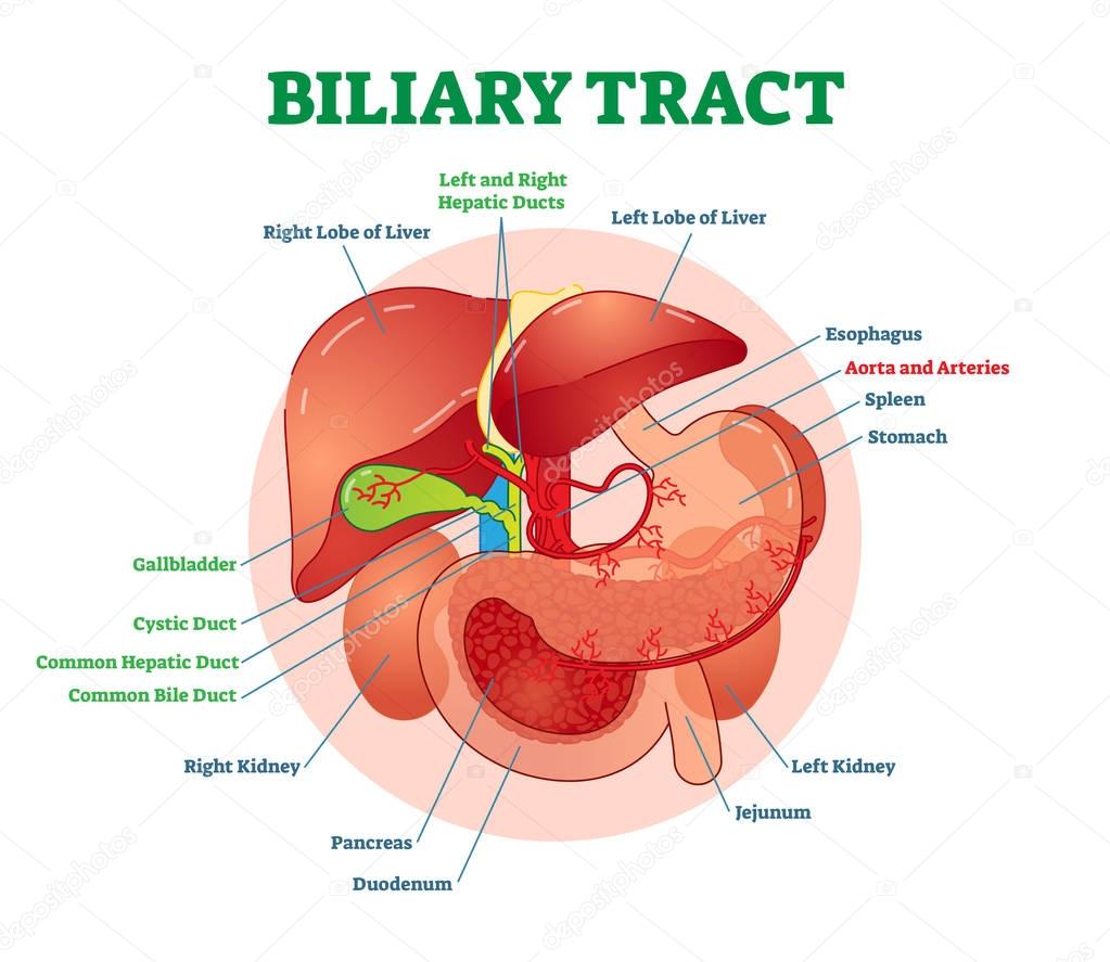 Biliary tract medical vector illustration system diagram with esophagus, stomach, duodenum, pancreas, spleen, gallbladder ducts and liver. 