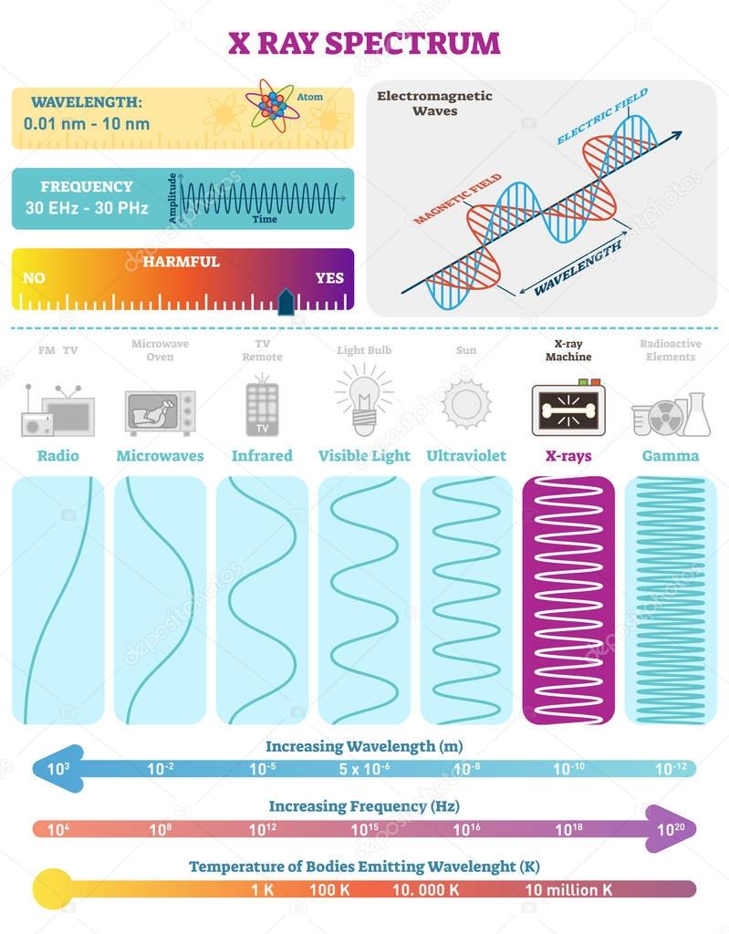 Electromagnetic Waves: X-ray Wave Spectrum. Vector illustration diagram with wavelength, frequency, harmfulness and wave structure. 