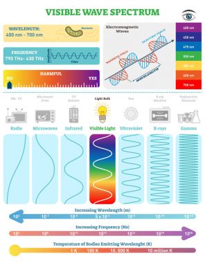 Electromagnetic Waves: Visible Wave Spectrum. Vector illustration diagram with wavelength, frequency, harmfulness and wave structure.  clipart