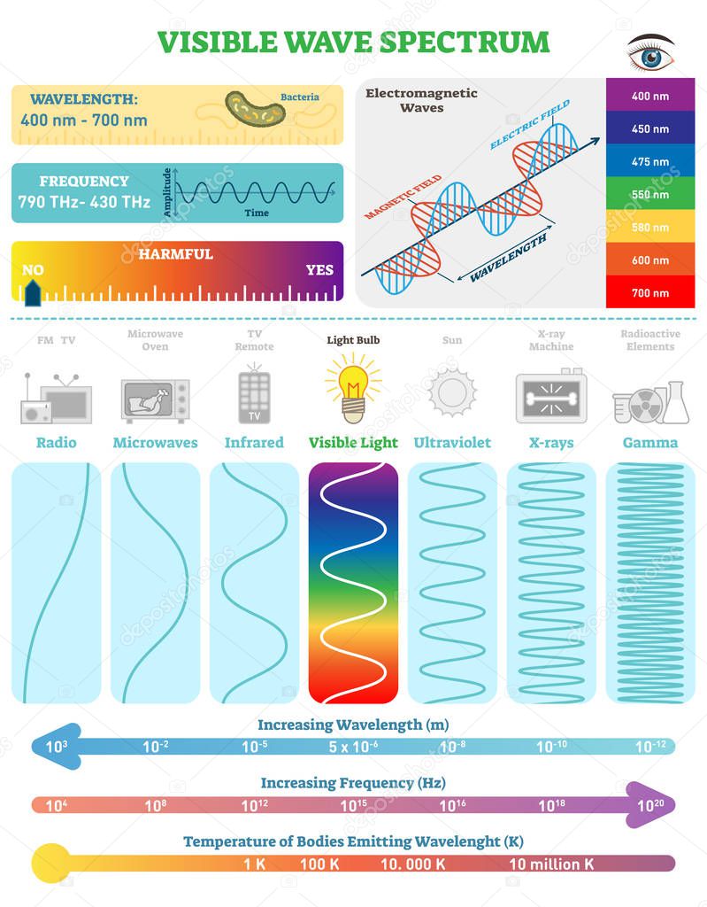 Electromagnetic Waves: Visible Wave Spectrum. Vector illustration diagram with wavelength, frequency, harmfulness and wave structure. 