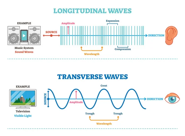 Longitudinal and Transverse wave type, vector illustration scientific diagram. Sonic and visual perception principle. — Stock Vector