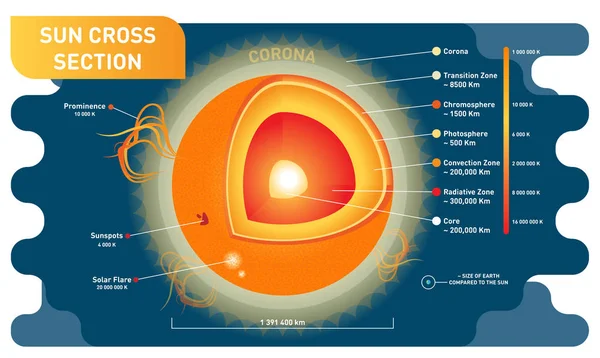 太阳剖面科学向量图解与太阳内层、太阳黑子、太阳耀斑和突出. — 图库矢量图片