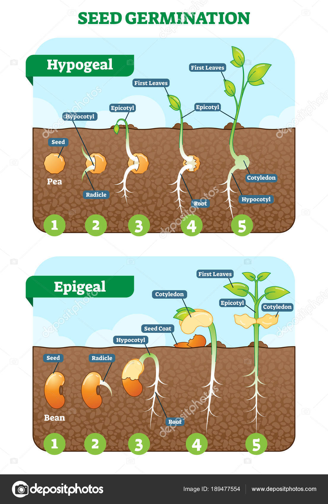 PPT - Semina e germinazione Classi 4 A – 4 B Scuola primaria “Santa Lucia”  Anno scolastico 2009-2010 PowerPoint Presentation - ID:5296149, image size:1106x1700