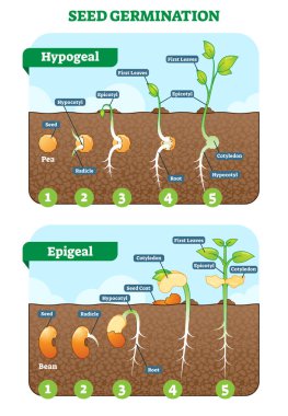 Seed germination cross section vector illustration in stages. Hypogeal and epigeal types. clipart