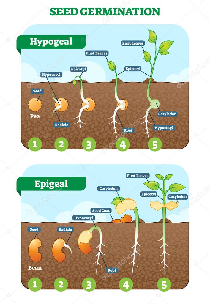 Seed germination cross section vector illustration in stages. Hypogeal and epigeal types.