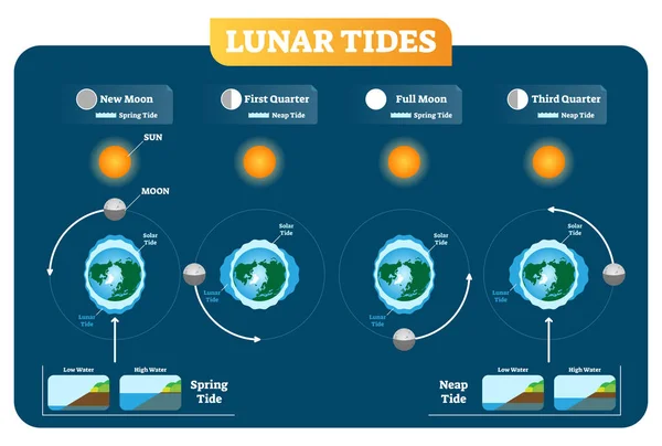 Diagramma illustrativo vettoriale delle maree lunari e solari. Primavera e Neap marea . — Vettoriale Stock