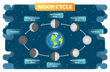 Moon faz döngüsü vektör çizim diyagramı afiş