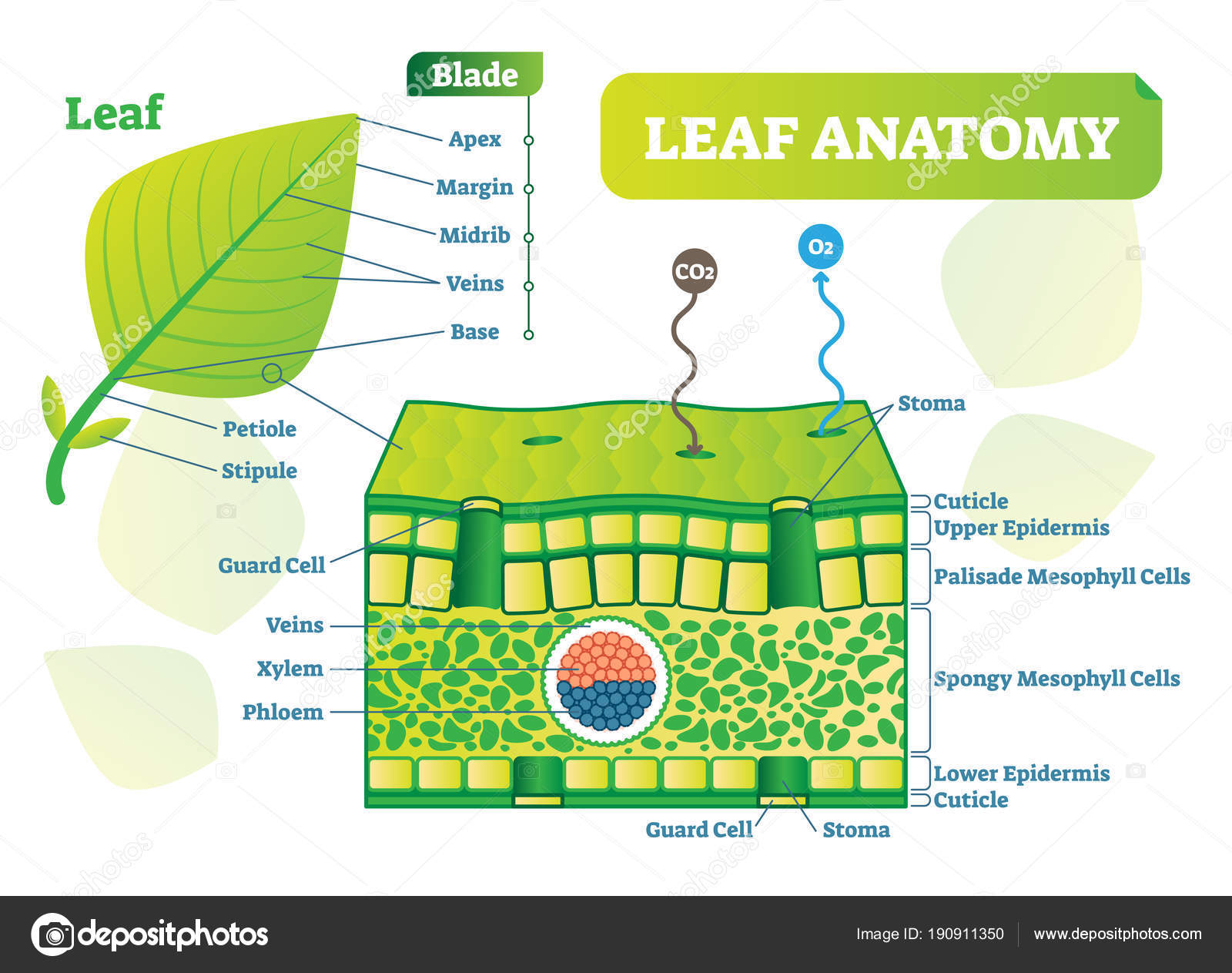 Leaf anatomy vector illustration diagram. Biological macro scheme