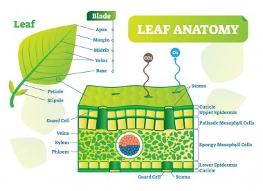 Leaf anatomy vector illustration diagram. Biological macro scheme poster. clipart