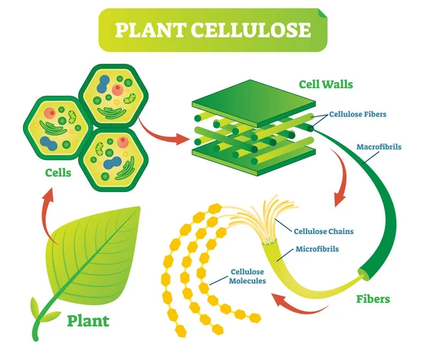 Planta celulosa biología vector ilustración diagrama . — Archivo Imágenes Vectoriales