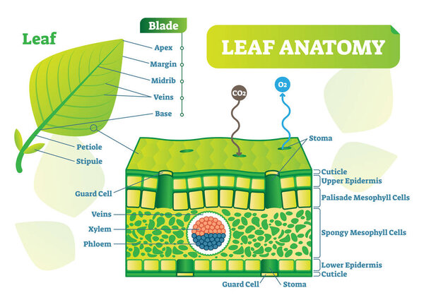 Leaf anatomy vector illustration diagram. Biological macro scheme poster.