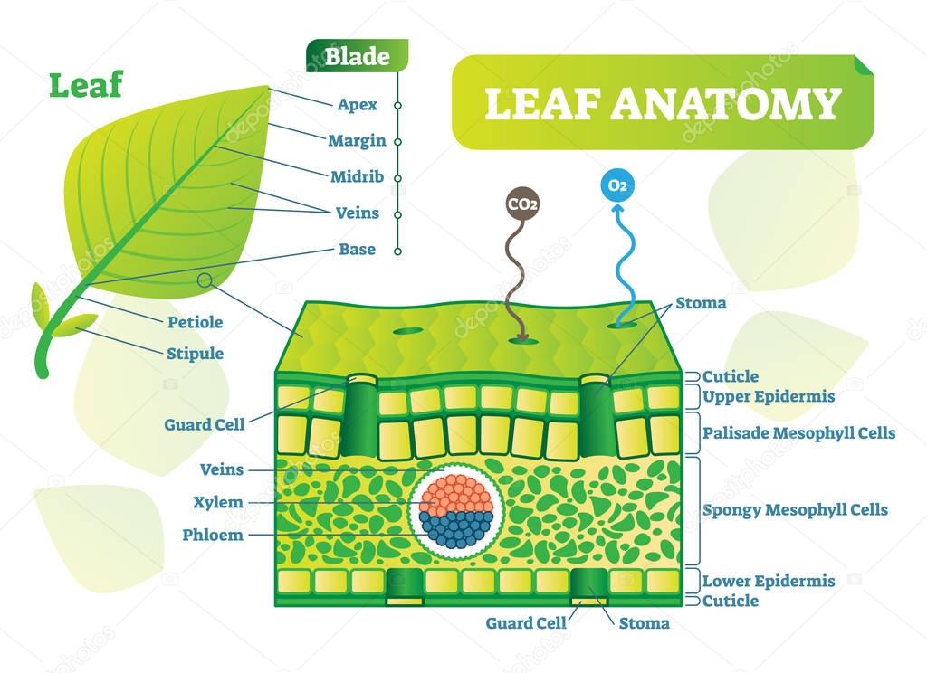Leaf anatomy vector illustration diagram. Biological macro scheme poster.
