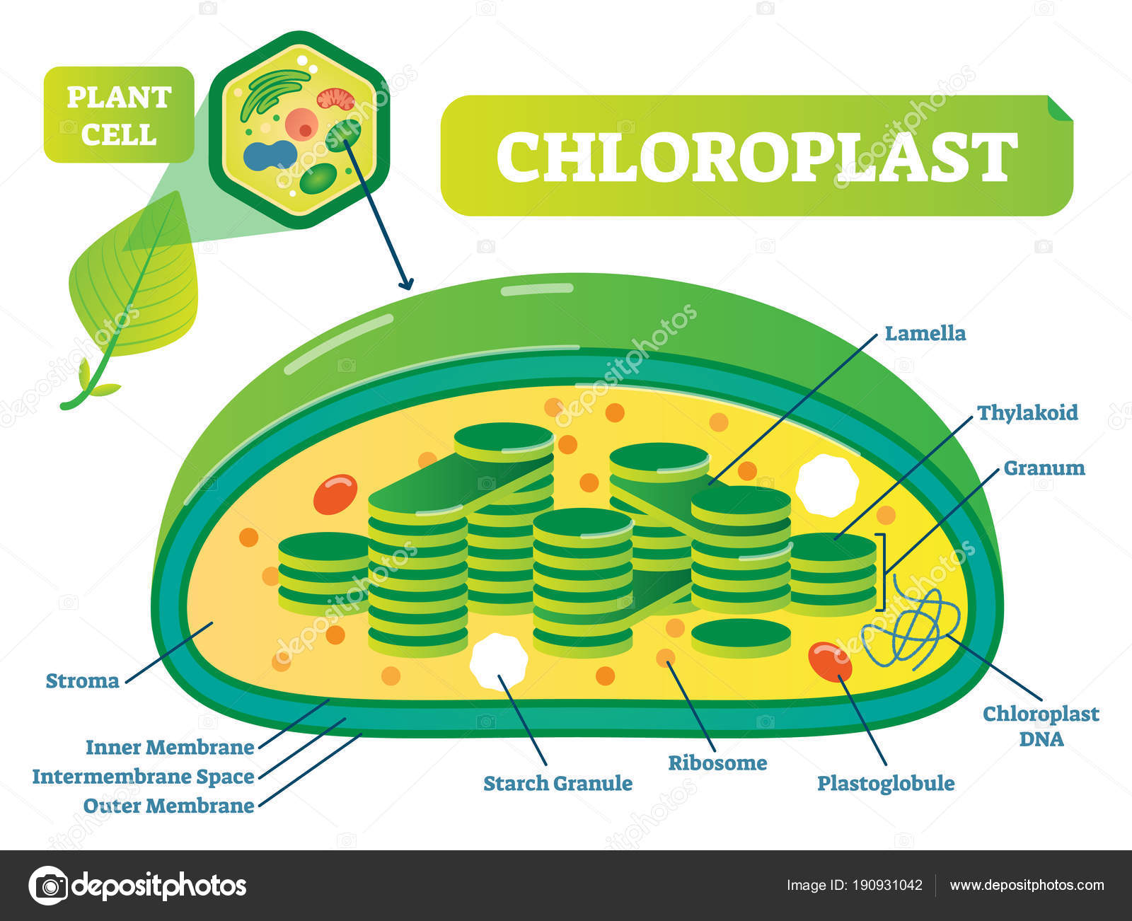 Blank Chloroplast Diagram