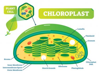 Kloroplast Kimya Biyoloji vektör çizim bölümü diyagramı çapraz bitki.