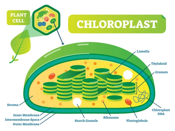 Planta Cloroplasto química biologia vetor ilustração seção transversal diagrama . — Vetor de Stock