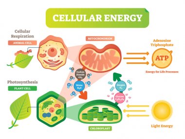 Animal and plant cell energy cycle vector illustration diagram with mitochondrion and chloroplast. clipart
