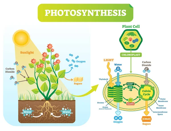 Fotosyntesen biologiska vektor illustration diagram med plan cell system. — Stock vektor