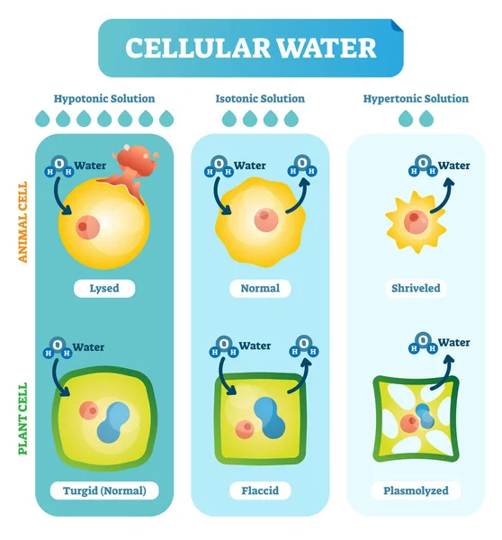 Cellulaire waterstanden biologische vector illustratie diagram met dierlijke en plantaardige cel. — Stockvector