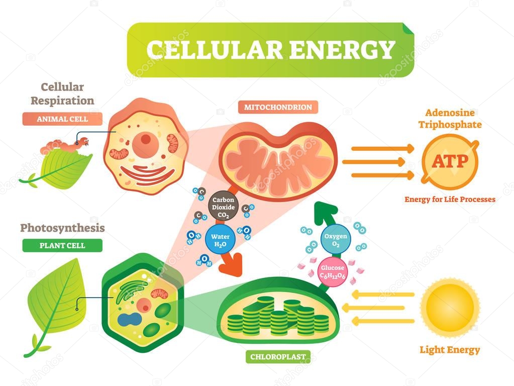 Animal and plant cell energy cycle vector illustration diagram with mitochondrion and chloroplast.
