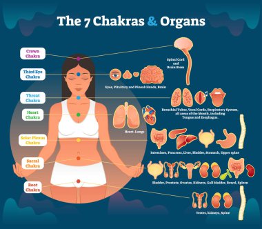 7 çakra şifa ve karşılık gelen iç organ grupları, vektör çizim diyagramı.