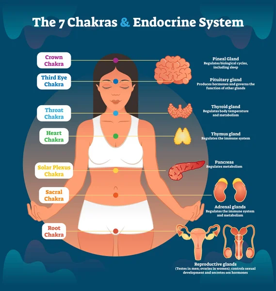 7 chakra's en endocriene systeem, esoterische Healing therapie Vector Illustratie Diagram regeling. — Stockvector