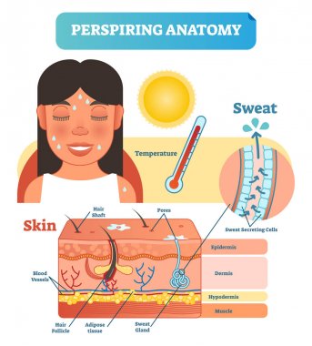 Perspiring Anatomical Skin Cross Section Vector Illustration Diagram with Sweat Secreting Cells. clipart