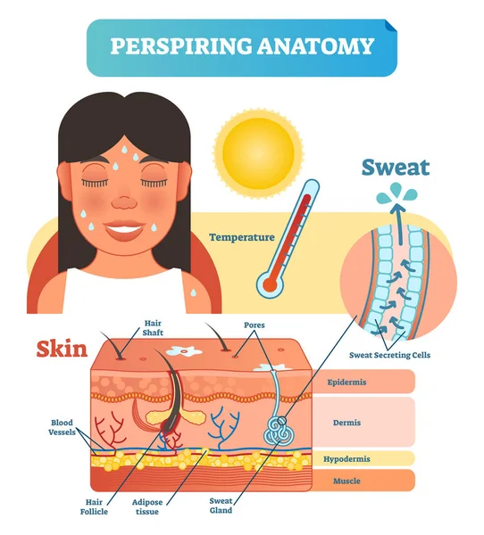 Diagramma anatomico traspirante dell'illustrazione del vettore della sezione trasversale della pelle con le cellule di secrezione del sudore . — Vettoriale Stock