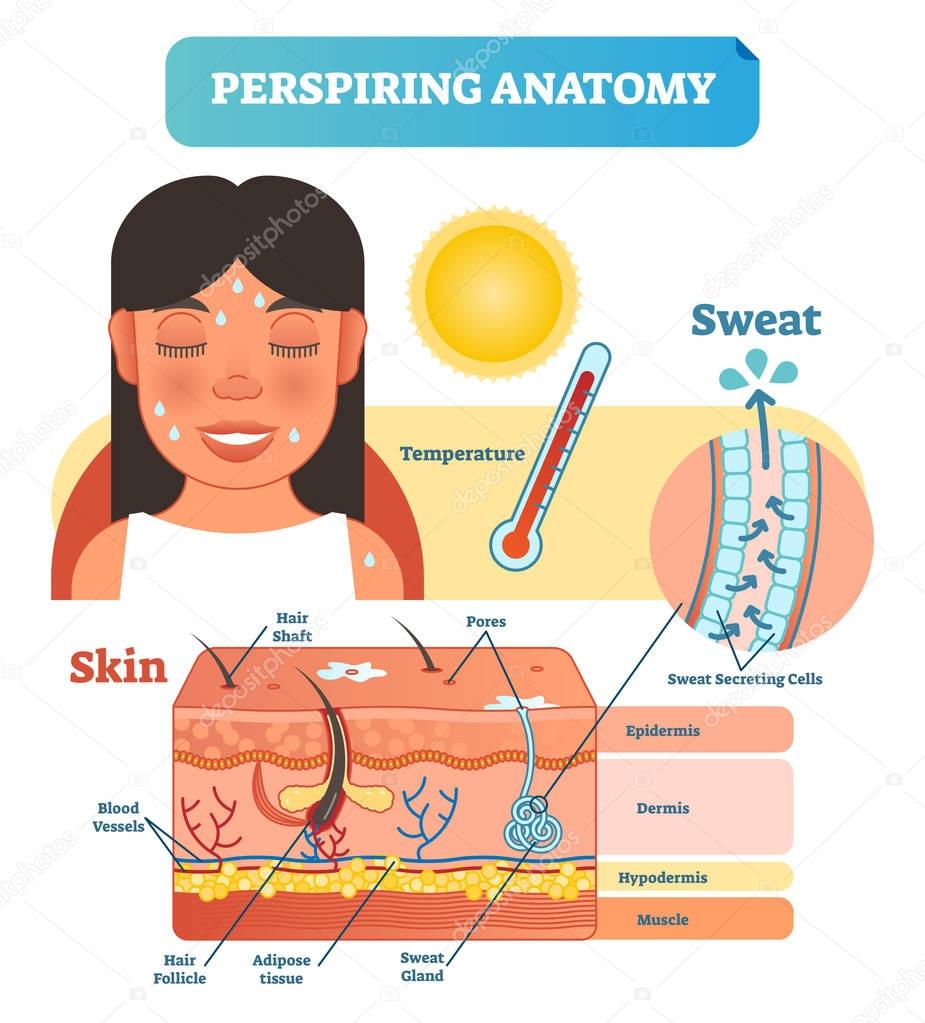 Perspiring Anatomical Skin Cross Section Vector Illustration Diagram with Sweat Secreting Cells.