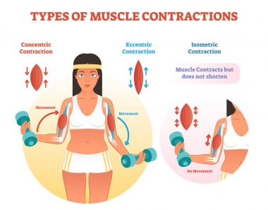 Types of muscle contractions with arm cross section and weight lifting movement. clipart