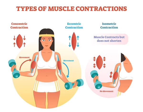 Tipos de contracciones musculares con sección transversal del brazo y movimiento de levantamiento de pesas . — Archivo Imágenes Vectoriales