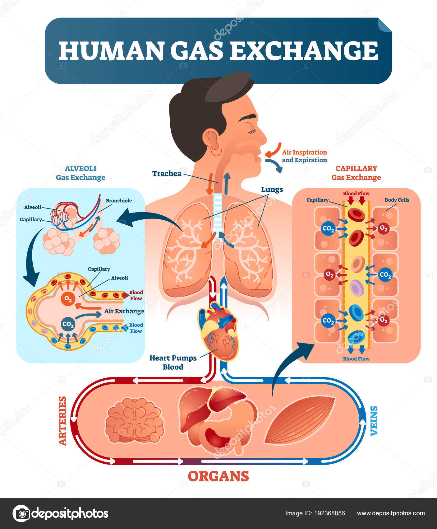 Ilustraci n vectorial del sistema de intercambio de gas humano el