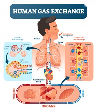 İnsan gaz Satım sistemi vektör çizim. Kalp, tüm vücut hücreleri ve akciğerler için geri oksijen seyahat akciğerlerden Co2.