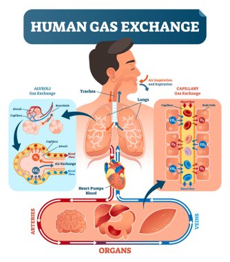 Human gas exchange system vector illustration. Oxygen travel from lungs to heart, to all body cells and back to lungs as CO2. clipart