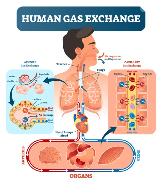 Human gas exchange system vector illustration. Oxygen travel from lungs to heart, to all body cells and back to lungs as CO2. — Stock Vector