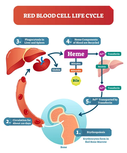 Κόκκινο κύτταρο αίματος κύκλου ζωής ιατρική διανυσματικό διάγραμμα εικονογράφηση με βιολογική ανατομία καθεστώς. — Διανυσματικό Αρχείο