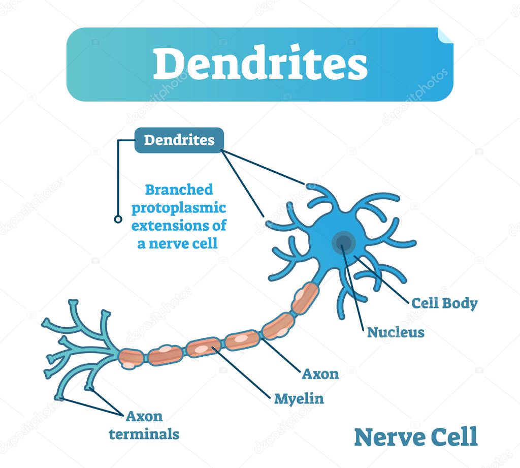 Dendrite biological anatomy vector illustration diagram with nerve cell structure.