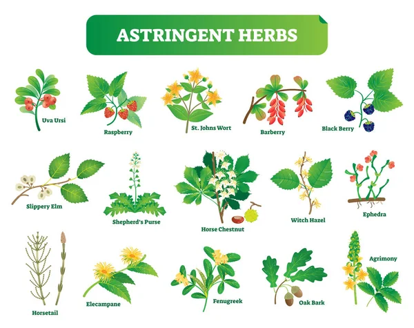 Colección de ilustración vectorial de hierbas astringentes. homeopatía natural plantas silvestres conjunto botánico . — Vector de stock