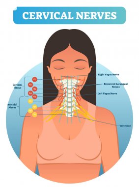 Cervical nerves medical anatomy diagram vector illustration. Human neurological network scheme in neck region. clipart