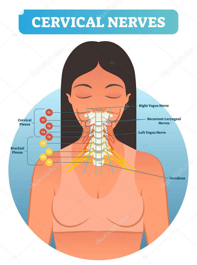 Cervical nerves medical anatomy diagram vector illustration. Human neurological network scheme in neck region.